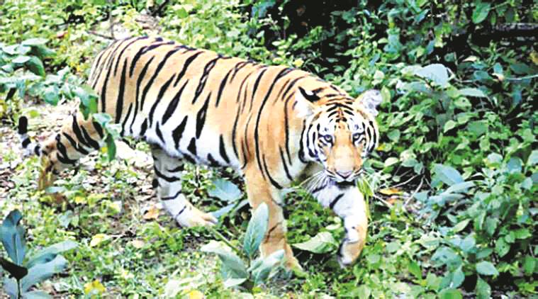 Tiger Count In Uttarakhand Goes Up To 242, 2nd Highest In India